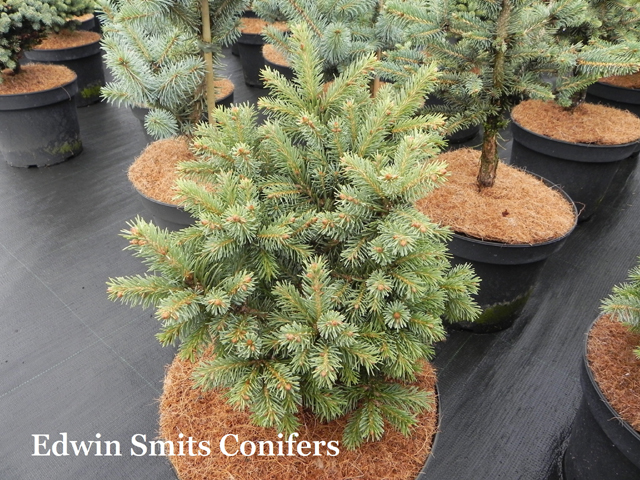 Picea glauca var. densata 'Aurora'